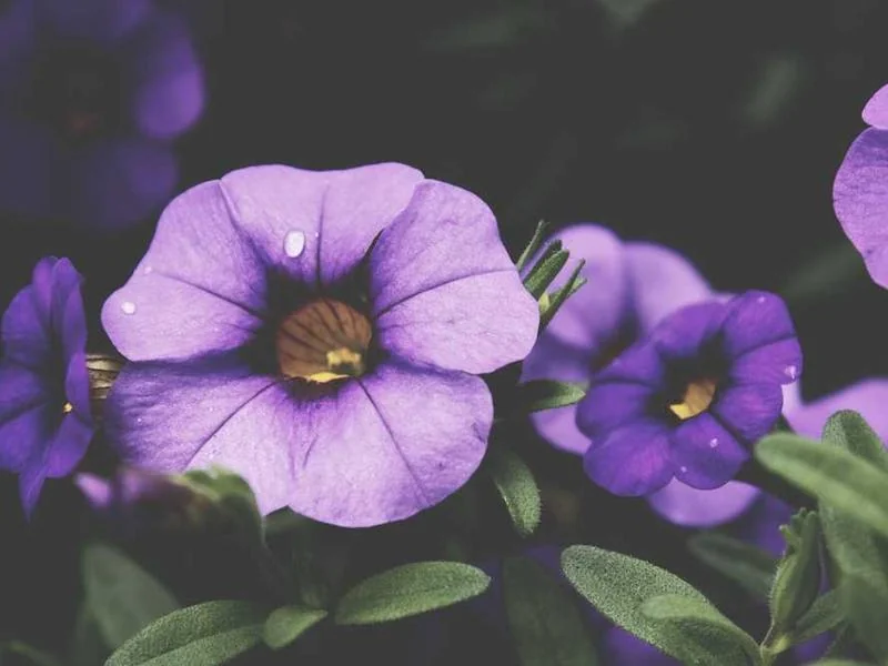 안양평촌동하수구막힘,싱크대막힘,변기막힘